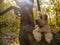 Irish wheat soft-coated Terrier lies on a tree trunk, the dog is illuminated by sunlight