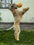 Irish wheat soft-coated Terrier trying to knock down a Halloween pumpkin