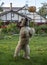 Irish wheat soft-coated Terrier trying to knock down a Halloween pumpkin