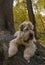 The Irish wheaten soft-coated Terrier lies on a tree trunk in an autumn Park