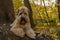 The Irish wheaten soft-coated Terrier lies on a tree trunk in an autumn Park