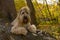 The Irish wheaten soft-coated Terrier lies on a tree trunk in an autumn Park.