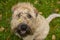 Irish wheaten soft-coated Terrier looks at the camera and smiles