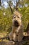 The Irish wheaten soft-coated Terrier sits on a tree trunk in the autumn forest