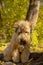 The Irish wheaten soft-coated Terrier sits on a tree trunk in the autumn forest.