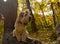 The Irish wheaten soft-coated Terrier sits on a tree trunk in the autumn forest.