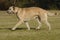 Irish wolf hound moving