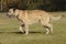 Irish wolf hound moving