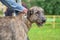 Irish Wolfhound is a breed of hunting dogs. One of the biggest d