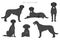 Irish wolfhound clipart. Different poses, coat colors set