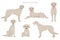 Irish wolfhound clipart. Different poses, coat colors set