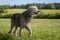 Irish Wolfhound without the collar walks peacefully across the meadow