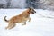 Irish wolfhound dog