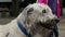 Irish wolfhound dog head closeup