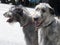 Irish wolfhound dogs