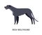 Irish wolfhound. Funny dog of hunting breed or sighthound isolated on white background. Purebred domestic animal or pet