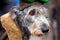 Irish Wolfhound is a giant-sized dog