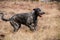 Irish Wolfhound in the meadows