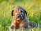 Irish Wolfhound Puppy. Portrait