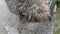 Irish wolfhound shaggy dog looking around top view