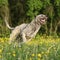 Irish wolfhound smiling and running in yellow flowers