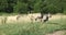 Irish wolfhounds running in nature