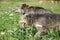 Irish wolfhounds running in nature