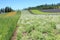 Irodori field of Tomita farm in Furano, Japan, Hokkaido