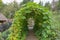 Iron archway with squash vines growing on the structure