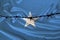Iron barbed wire against the background of the national silk flag of the state of Somalia, concept imprisonment for offenders, for