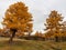 An iron bridge across the river with huge two golden autumn larches. Impressive autumn landscapes of wild nature. Autumn nature of