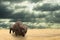 Iron buffalo made of iron scrap walking in dry prairie. Open plain landscape with Amercian bison. Rain commming to grassland. Surr