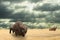 Iron buffalo made of iron scrap walking in dry prairie watched by a wild ram from distance. Open plain landscape with