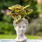 Iron Cross Begonia, begonia masoniana, exotic rain forest plant in female head bust. Women`s head bust filled with plant