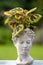 Iron Cross Begonia, begonia masoniana, exotic rain forest plant in female head bust. Women`s head bust filled with plant