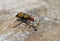 Iron Cross Blister Beetle