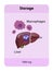 iron distribution in the body, iron storage, macrophages, iron penos, transferrin, 2d and 3d graphics