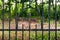 Iron fence surrounding an old cemetery in Sweden