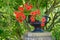 Iron flower pot and red flowers
