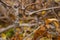 Iron handcuffs hang on a tree branch in the street in the autumn afternoon close up