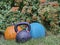 Iron kettlebel, slam ball and pumpkin in backyard
