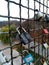 iron locks hanging on a metal grate