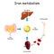 Iron metabolism and Erythropoiesis. from liver, intestine and spleen