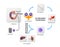 Iron metabolism. from liver, intestine and spleen. Ferrum circulation, recycling, stores and absorption. Erythropoiesis. Iron with