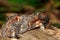 Iron prominent moth (Notodonta dromedarius)