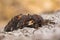 Iron prominent moth (Notodonta dromedarius) on bark