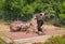 Iron sculpture of dog, Merom Golan, Israel