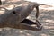 Iron sculpture of a large serpent head with fangs