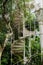 An iron spiral staircase with handrail and column rise up amongst intertwined vines and trees.