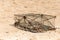 Iron trap traditional crab asia close-up on sand background tropical beach